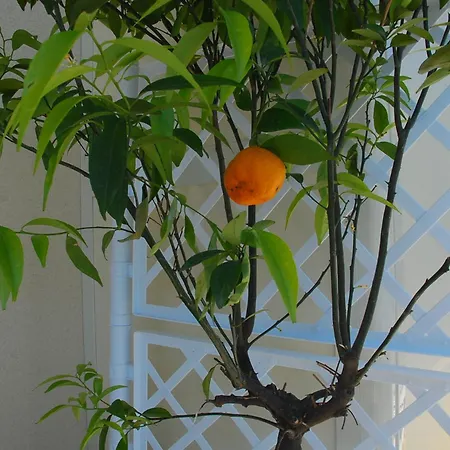 Orangesun Con Parcheggio